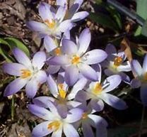 Image result for Crocus tommasinianus Lilac Beauty