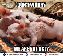 Image result for Hairless Cat Turkey Meme
