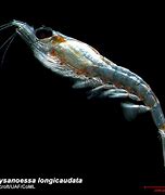 Image result for euphausiidae