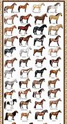 Image result for Every Horse Breed