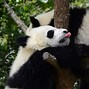 Image result for Giant Panda Eating Bamboo