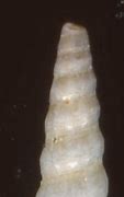 Image result for ciclostoma
