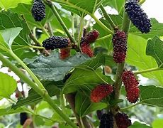 Image result for Black Mulberry Tree Pruned