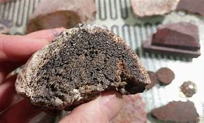 Image result for Petrified Bone