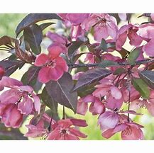Image result for Purple Crab Apple