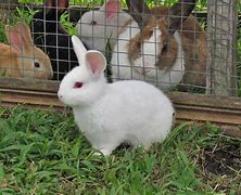 Image result for Cutest Bunny Ever