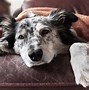 Image result for Dog Dry Cough