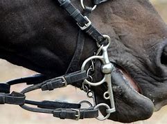 Image result for Harsh Horse Bits