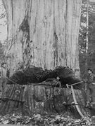 Image result for Ancient Cedar Tree