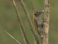 Image result for Veniliornis maculifrons