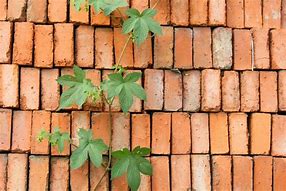 Image result for Vines On Brick Wall