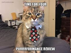 Image result for Cat Boss Fight Meme