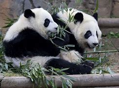 Image result for Zoo Atlanta Giant Panda
