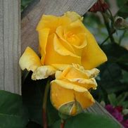 Image result for Rose Royal Gold