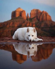 Cathedral Rock,  Sedona, Arizona | Animals beautiful, Beautiful dogs, Animals wild