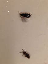 Image result for Bugs When They Get in Your House Meme