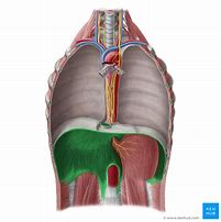 Image result for Chest Diaphragm Anatomy Poster