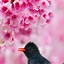 Image result for Bird Phone Wallpaper