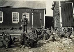 Image result for Vintage Chicken Farm