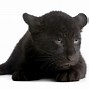 Image result for Panthera