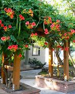 Image result for Trumpet Vine On Walls