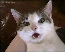 Image result for Cat in Shock