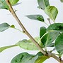 Image result for Orient Pear Tree