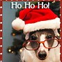 Image result for Funny Dog Christmas Pics