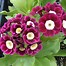 Image result for Primula auricula Sunflower
