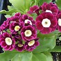 Image result for Primula auricula Slioh