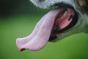 Image result for Show-Me Dog's Tongue