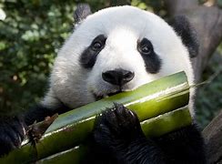 Image result for Bamboo for Panda