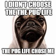 Image result for Silly Pug Quotes