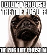 Image result for Clean Pug Dog Memes