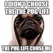Image result for Pug Meme Face