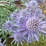 Image result for Eryngium bourgatii Big Blue