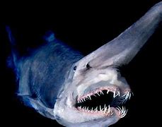 Image result for Big Deep Sea Creatures