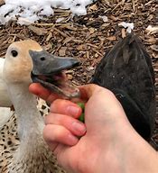 Image result for Wholesome Duck Pictures