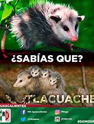 Image result for Tacuache Memes