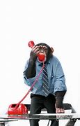 Image result for Monkey On the Phone
