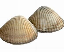 Image result for Coque Coquillage Photo