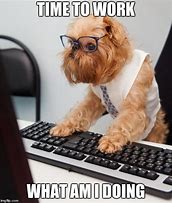 Image result for Dog in Office Meme