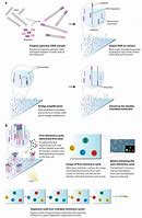 Image result for DNA Libraries Ilumina