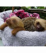 Image result for Funny Sloth Pics