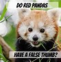 Image result for Giant Panda Pseudo Thumb