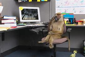 Image result for Monkey Work Meme