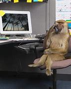 Image result for Monkey Holding Phone