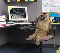Image result for Office Monkey Meme