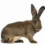 Image result for Biggest Rabbit Ever Recorded