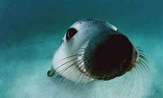 Image result for Underwater Marine Life